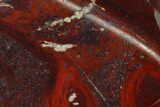 Polished Stromatolite (Collenia) - Minnesota #155584-1